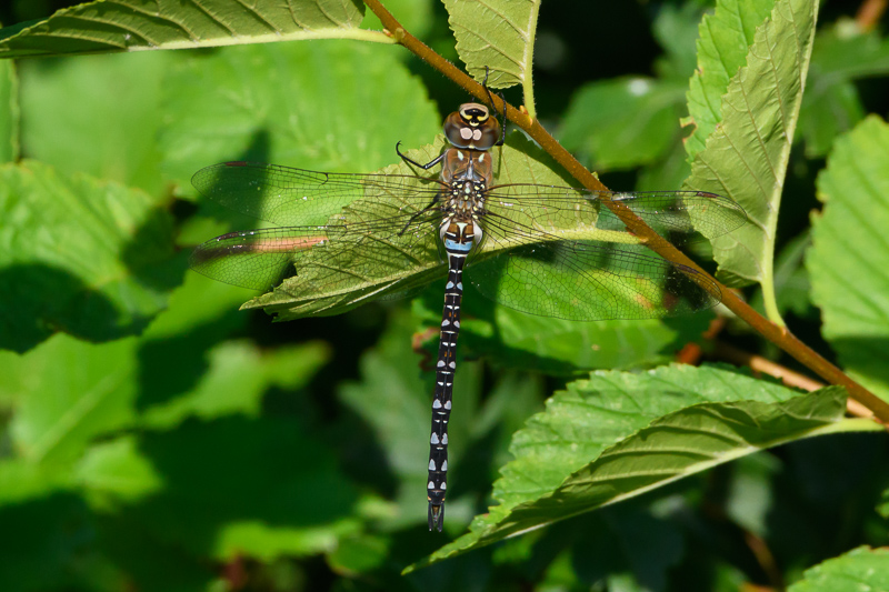 Migrant Hawker